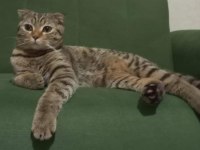 Scottish Fold ve Norveç Orman Kedisi Melezi