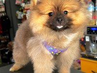Minik pomeranian prenses