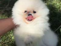 Kususrsuz Güzellık Üst Düzey Pomeranian Boo