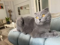 İş sebebiyle sahiplendirilecek scottish fold
