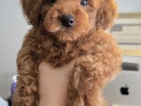 2,5 Aylık Toy Poodle Yavrumuz Bambi Sahibini Arıyor!