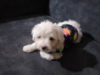 Son dişi köpeğimiz menemen