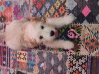 4 aylik yavru maltipoo