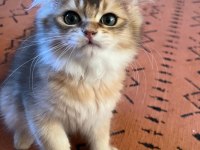 BRİTİSH LONGHAİR MERAKLILARINA DUYRULUR