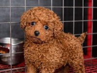 Üst Düzey Red Brown Poodle Yavruları