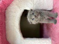 Erkek scottish fold yavru