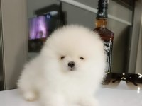 Sevimli 60 günlük pomeranian boo