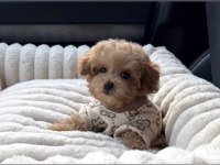 Kore Maltipoo Yavrular