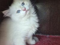 British longhair paşamız hazır