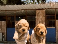 Sevimli Maltipoo Yavru Köpeklerimiz