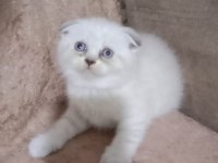 Evde doğan çok uyguna orjinal british shorthair yavrular