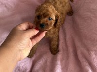 Toy poodle bebeklerimiz