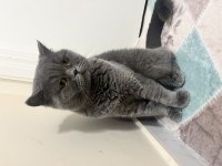 Ömürlük yuva british shorthair kedimize