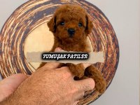 Orjinal Kore Poodle