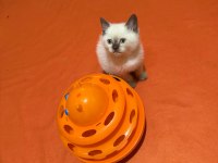 Dünya Güzeli British Shorthair bebeklerim