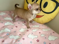anne altından chihuahua (şivava) bebekler