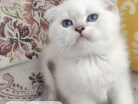 Sahiplendirilmeye hazır scottish fold kedimiz