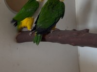 2016 Bilezikli Dna Belgeli Garanti Takım Caique