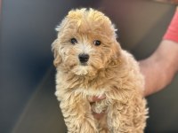 Petmode köpek çiftliğinden maltipoo yavrularımız