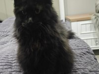 Şecereli Maine Coon yavrular Alanya