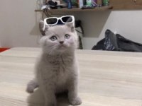 Safkan British Shorthair, 2 Aylık, Oyuncu Oğlumuz Luffy
