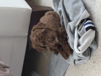 İki aylık erkek toy poodle fırsat