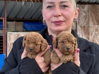 Toy poodle sevimli yavrularım
