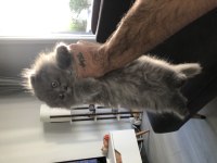 2 aylık scottish longhair