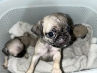 Orijinal saf ırk pug yavrular