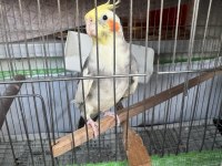 1.5 YAŞINDA ERKEK OYUNCU KONUSAN SULTAN PAPAĞANI