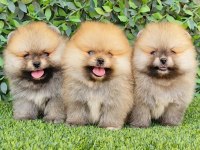 Sağlık Ve Irk Garantili Pomeranian