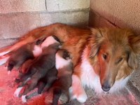 Meşhur İskoç Köpeği Leslie
