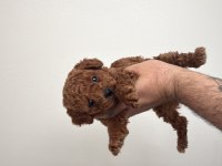 Yasal çiftlikten toy poodle