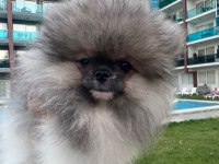 Pomeranian boo erkek tea cup