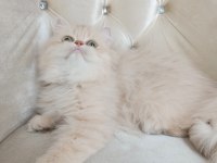 British Longhair Dişi