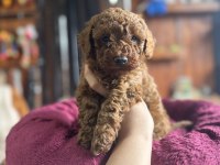 ANTİALERJİK TOY POODLE BEBEKLER