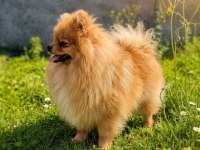 TEDDY BEAR ÜST KALİTE ERKEK POMERANİAN BOO