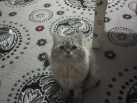Damızlık maviş british longhair oğlum