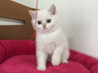 Show kalite goldenpoint british shorthair yavrular