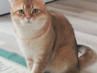 Show kalite british shorthair yavru