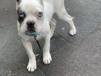 YAKIŞIKLI FRENCH BULLDOG