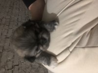3 Aylık Erkek Ve Dişi Pekinez