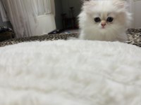 British Longhair Golden Point