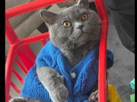 9 Aylık British Shorthair Yuva Arıyor