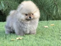 En Pofidiği En Tatlıları Pomeranian
