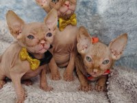 Naked Beauty Sphynx Kedisi