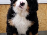 BERNESE YAVRULAR