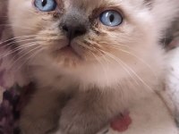 3 haftalık british shorthair blue point yavruları