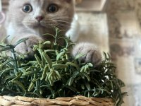 Safkan Fawn British Shorthair Erkek