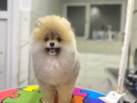 Pomeranian Boo Üst Kalite Erkek